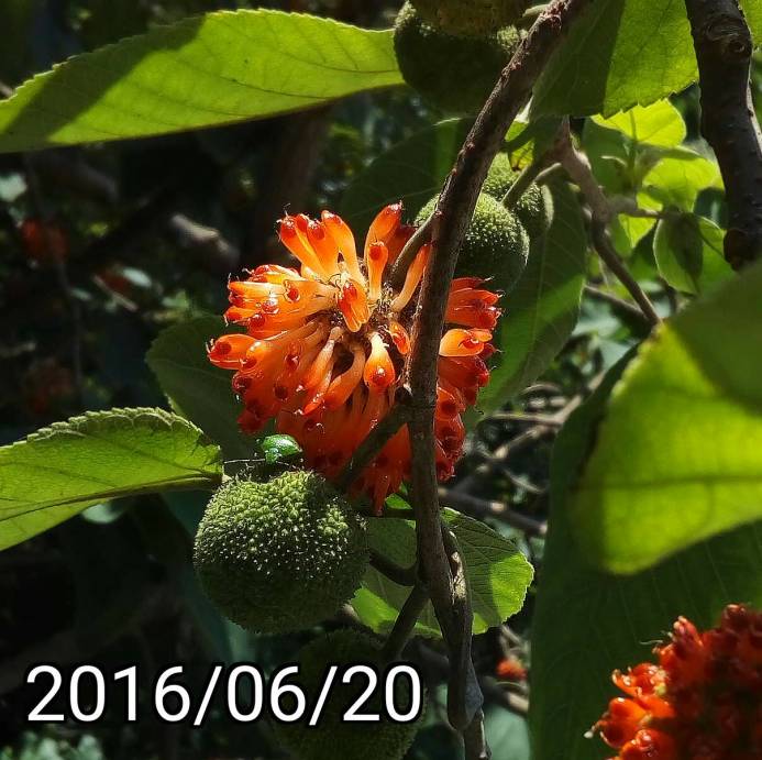 構樹成熟的果實 ripe fruits of Broussonetia papyrifera, paper mulberry